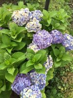 梅雨に咲くお花