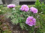 花🌷満開です✨