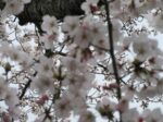 桜の季節になりました🌸