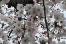 桜の季節になりました🌸